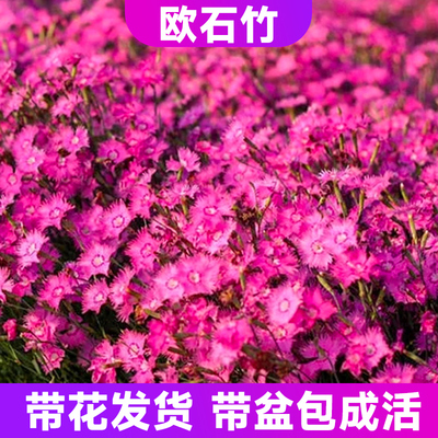 欧石竹花苗初吻带花耐寒耐热草坪