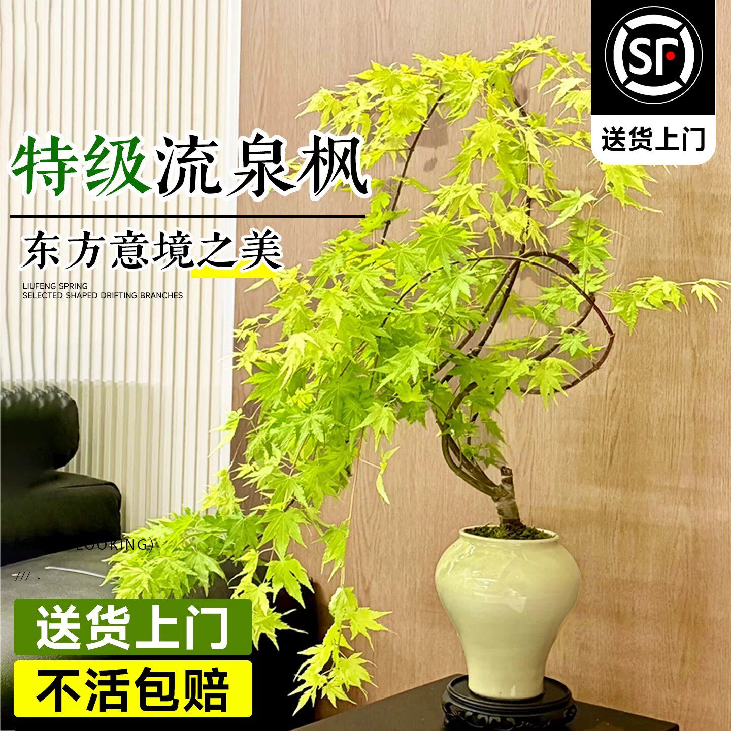 造型流泉枫盆栽室内大型绿植物客厅日系禅意高级感盆景观四季好养
