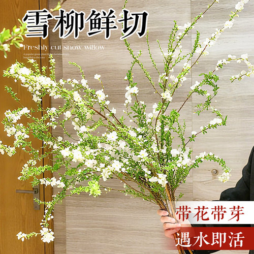 雪柳鲜枝带花苞【遇水开花】