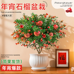 石榴盆栽花观赏石榴树老桩带果室内客厅绿植四季好养易活植物花卉