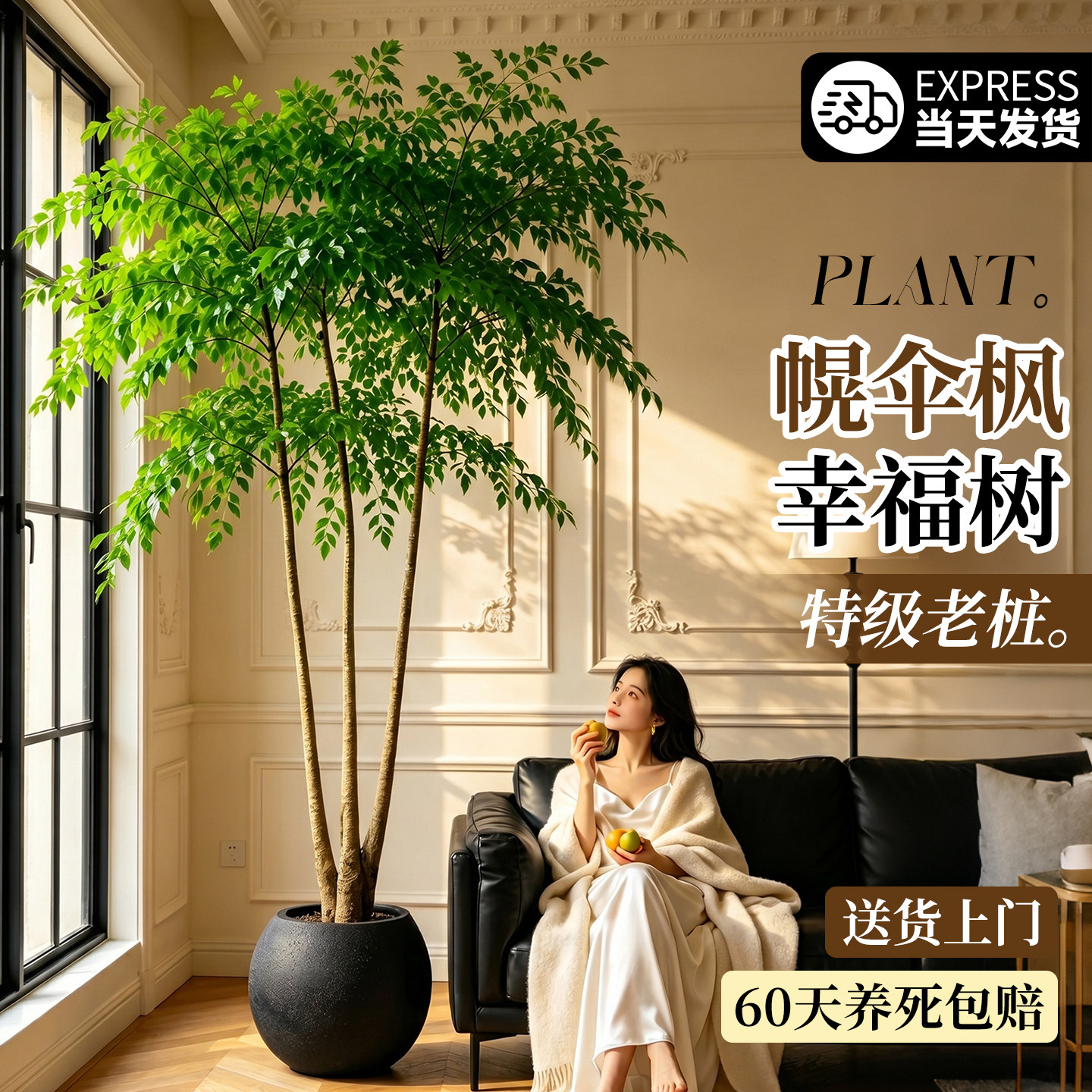 幌伞枫幸福树原生老桩大型盆栽室内客厅绿植办公室植物正宗大盆景