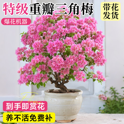 【带花发货】特级三角梅不活包赔