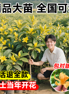 黄角兰大树苗白兰花盆栽带花苞黄果黄桷四季室内庭院好养绿植植物