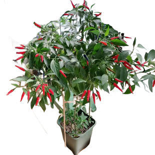 小米辣椒苗秧苗朝天椒四季盆栽螺丝薄皮青椒种籽树苗春蔬菜苗大全