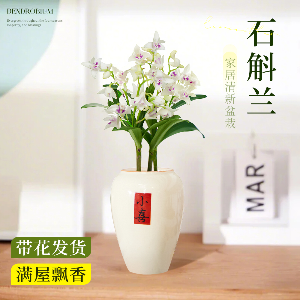 白色石斛兰盆栽带花浓香花卉植物