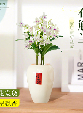 白色石斛兰盆栽带花香水石斛老桩绿植浓香型花卉植物室内好养易活