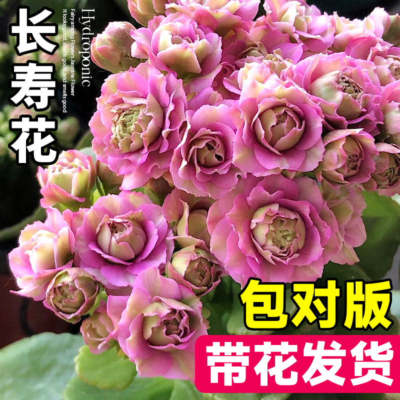 长寿花盆栽【带花发货】