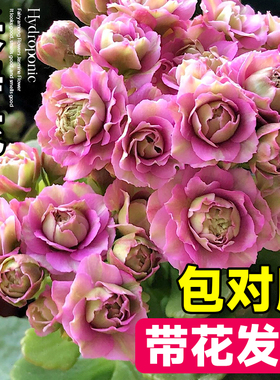 紫色长寿花盆栽重瓣大花金狐狸单瓣花苗室内花卉多肉植物四季开花