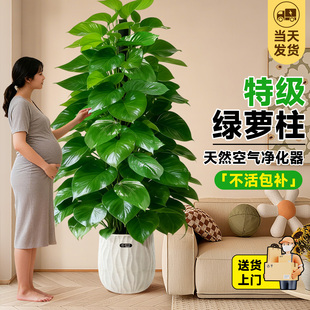 大叶绿萝柱盆栽大型绿植办公室内客厅高级感落地植物新房好养绿罗