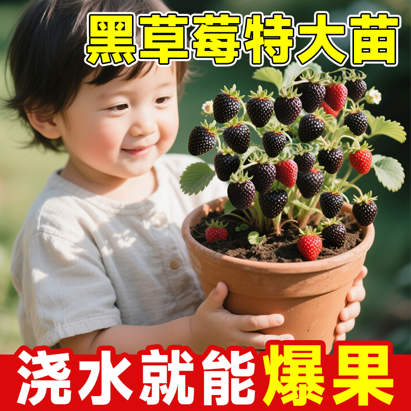 黑珍珠奶油草莓苗盆栽带盆带土
