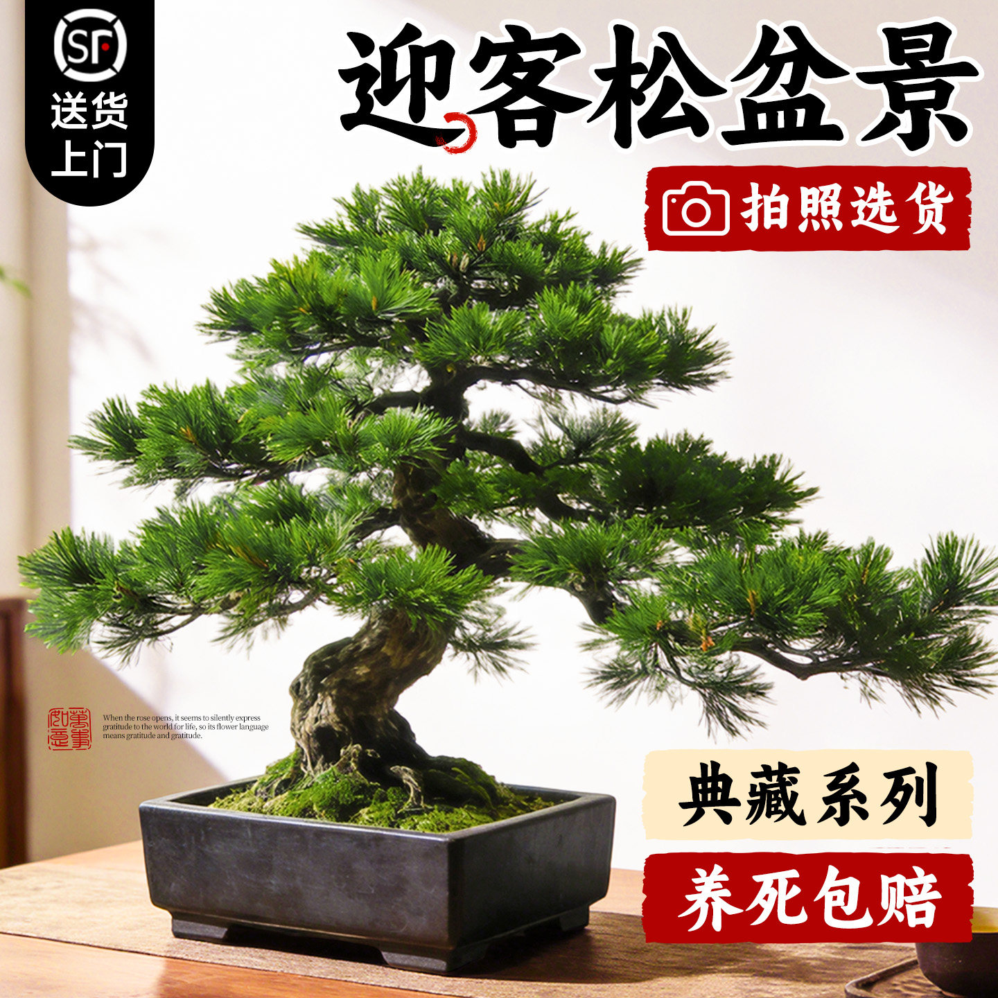 正宗迎客松真树盆景罗汉松小型老桩庭院造型树客厅绿植室内好养活