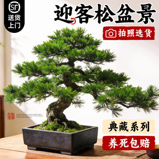 正宗迎客松真树盆景罗汉松小型老桩庭院造型树客厅绿植室内好养活