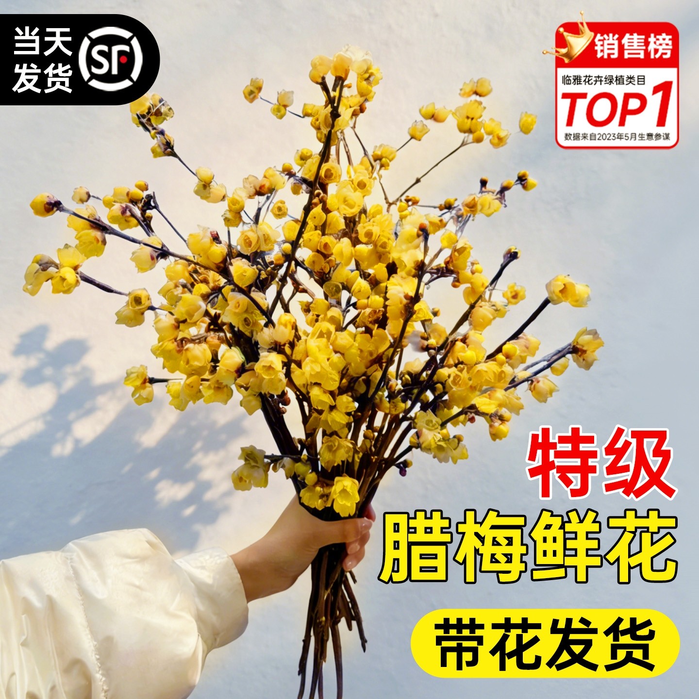 腊梅花鲜花干枝水培鲜切年宵花卉办公室内桌面好养懒人适合养的花