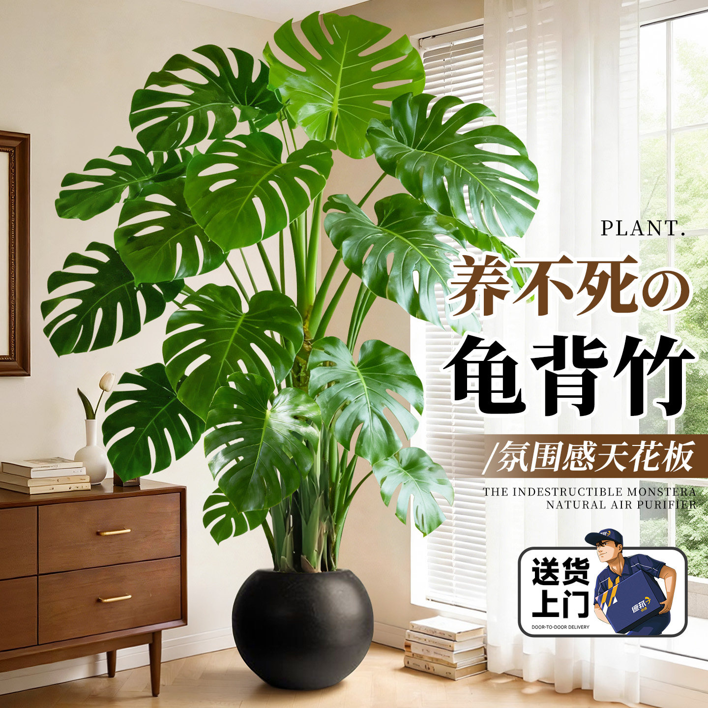 龟背竹客厅绿植高级感室内大型盆栽大叶老桩落地植物盆景四季好养,鲜花速递/花卉仿真/绿植园艺,大型绿植/成品组合盆栽,淘宝优惠券,粉丝福利购,淘宝优惠卷