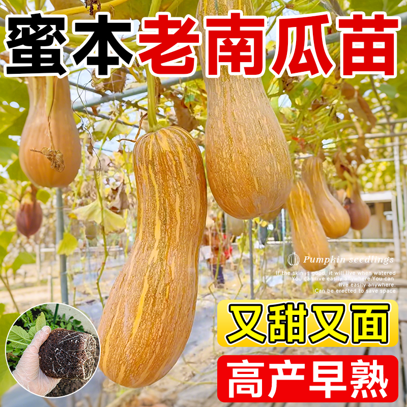 蜜本南瓜苗又甜又面高产早熟
