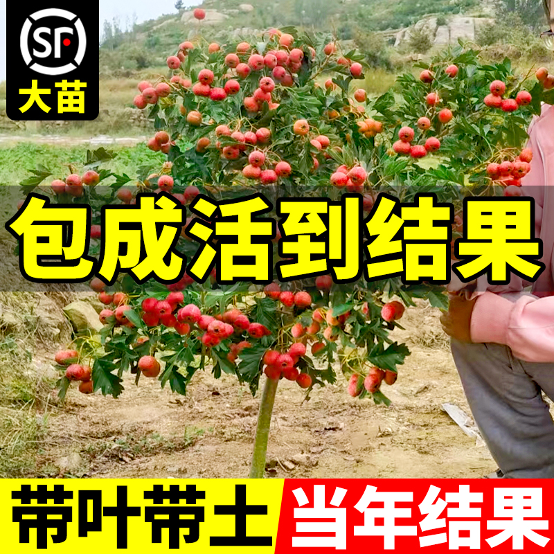 【带叶带土】山楂树苗包活到结果