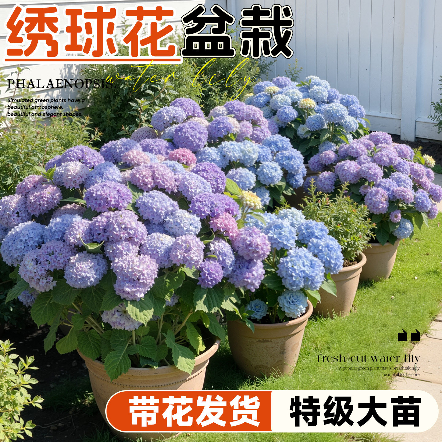 绣球花盆栽带花苞老桩无尽夏花苗阳台庭院四季鲜花绿植物花卉开花