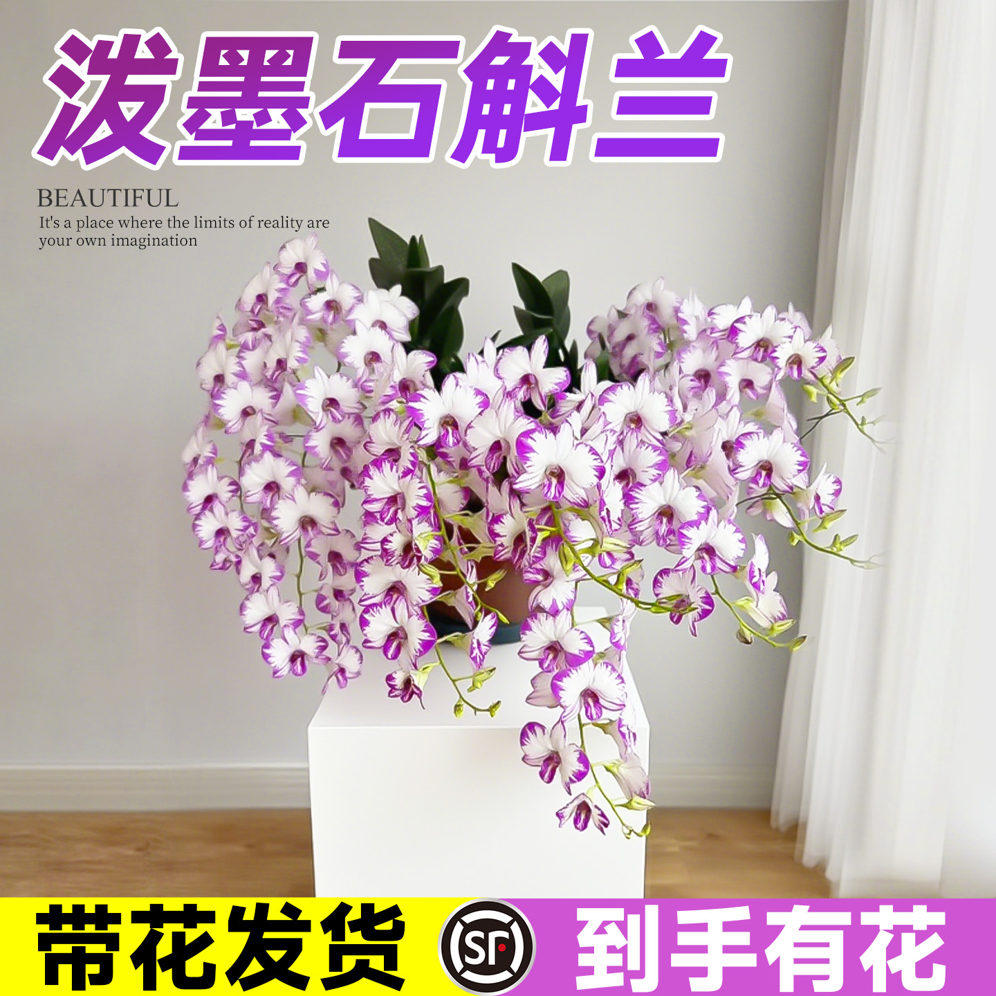 【带花苞】泼墨石斛兰盆栽花期长