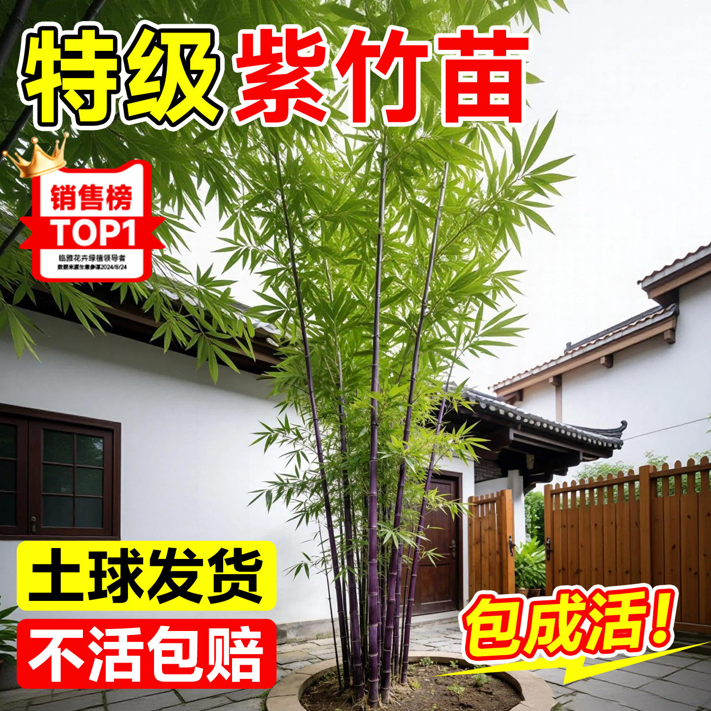 紫竹苗矮化观赏紫竹老根庭院室外耐寒热竹子苗盆栽紫气东来竹绿植