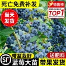 蓝莓树果苗盆栽蓝梅树苗带大果草莓室内耐寒南北方车厘子四季 结果