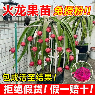 红心火龙果树果苗盆栽阳台庭院南北方种植白心黄金燕窝火龙果树苗