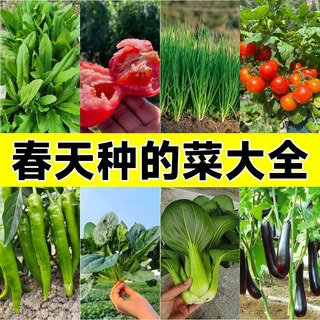 四季播种蔬菜种子孑种籽菠菜生菜快菜豇豆香菜葱各种春播蔬菜籽种