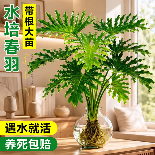 5A特级水培春羽带根大苗好养易活