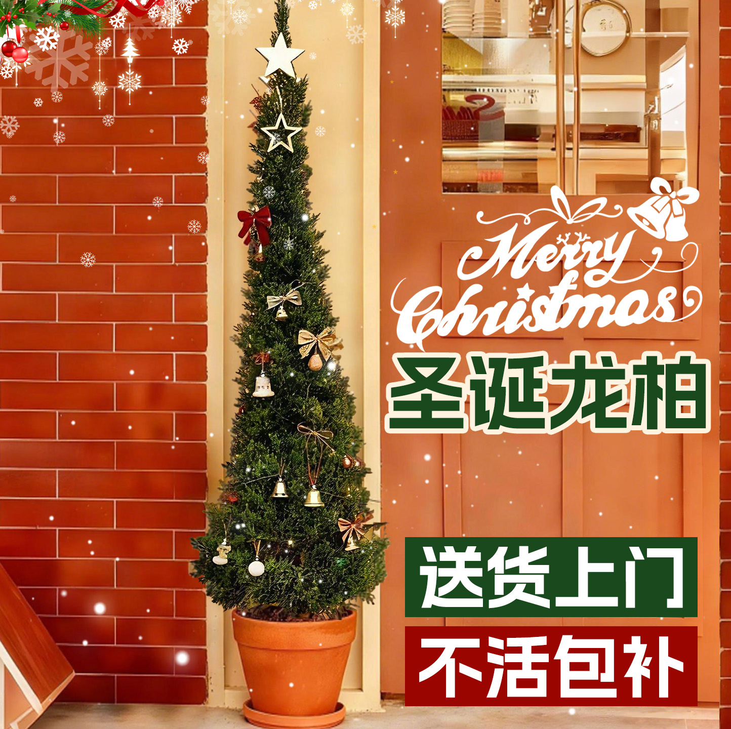 【送货上门】龙柏树圣诞树真树