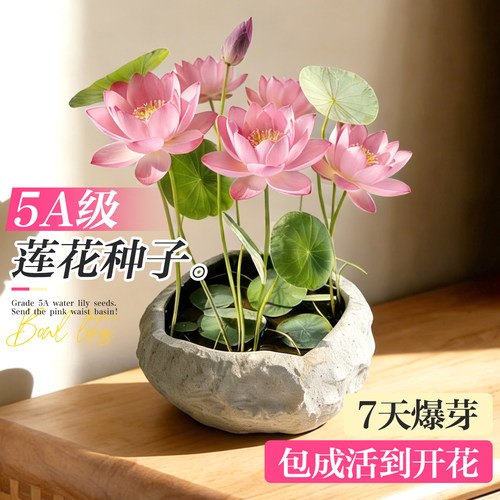 【包发芽到开花】5A碗莲特级种子
