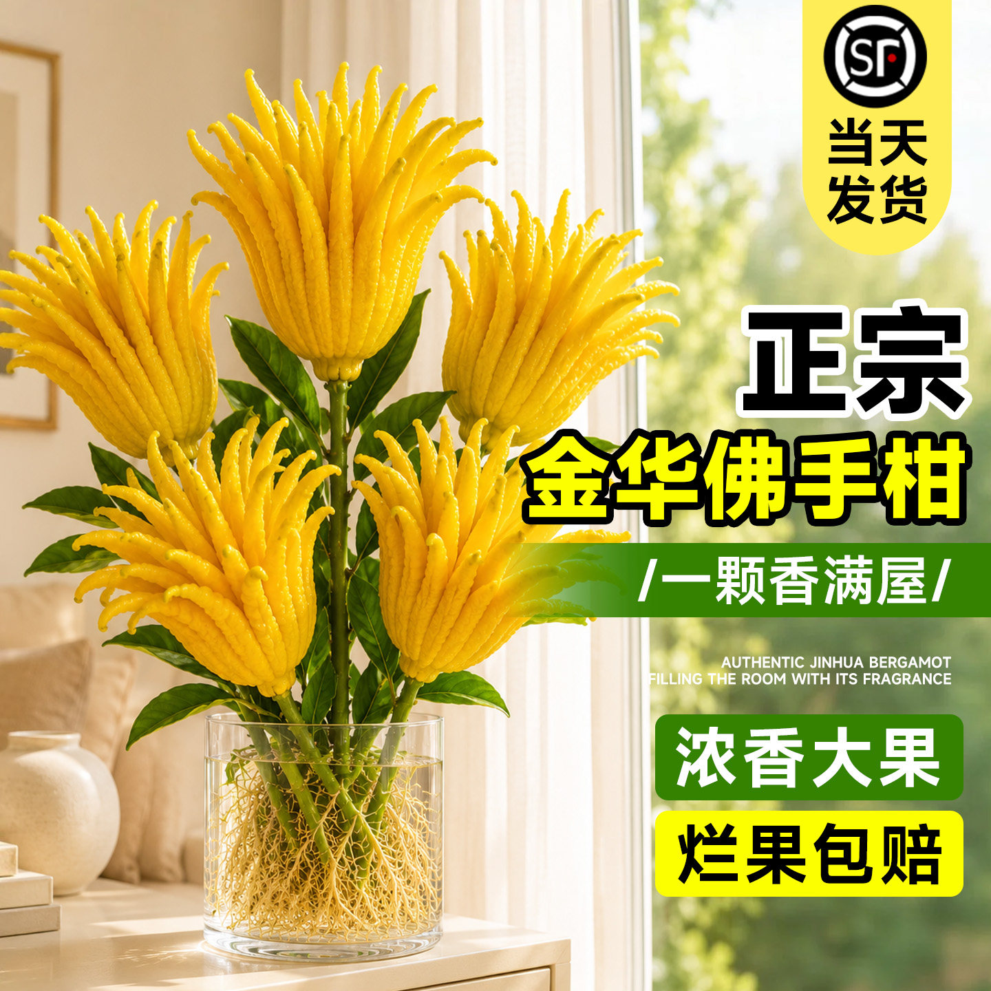 金华佛手柑水培鲜果桌面摆件室内新鲜植物佛手果天然香薰闻香观赏