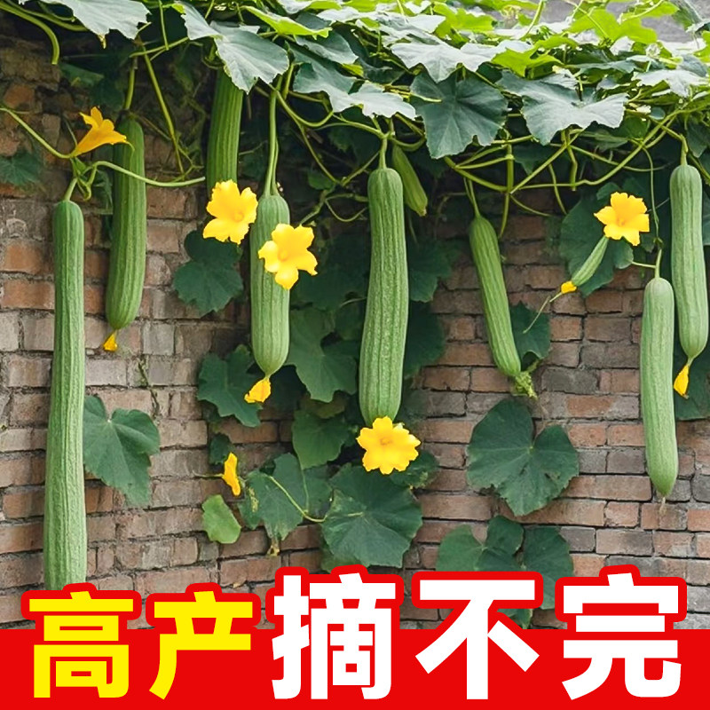 肉丝瓜种子种籽秧苗特长香苹果棱角丝瓜种孑子菜苗蔬菜带土老品种,鲜花速递/花卉仿真/绿植园艺,种苗/半成品盆栽,淘宝优惠券,粉丝福利购,淘宝优惠卷
