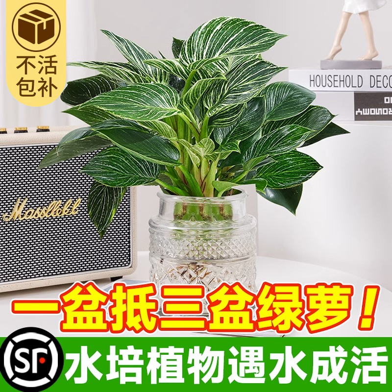 铂金钻盆栽水培植物蔓绿绒水养花卉植物室内好养绿萝北欧绿植禄花