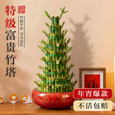 【5A特级】竹塔富贵竹盆栽节节高