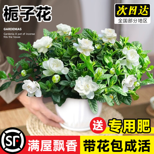栀子花盆栽带花苞桅子花卉植物枝