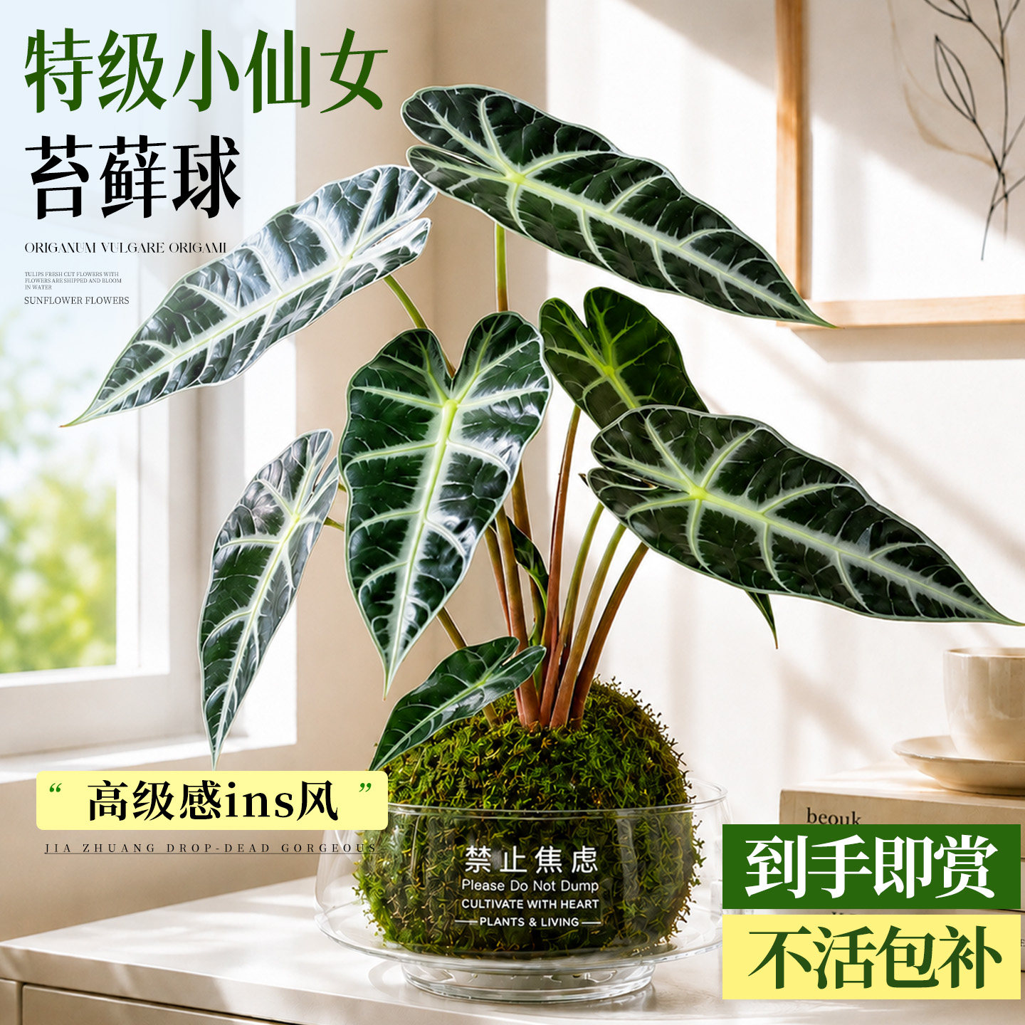 小仙女海芋苔藓球水培植物客厅喜阴室内桌面绿植四季常青好养花卉