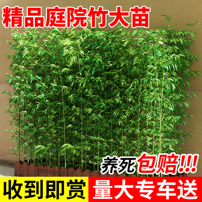 竹子苗庭院植物名贵大型竹子造景