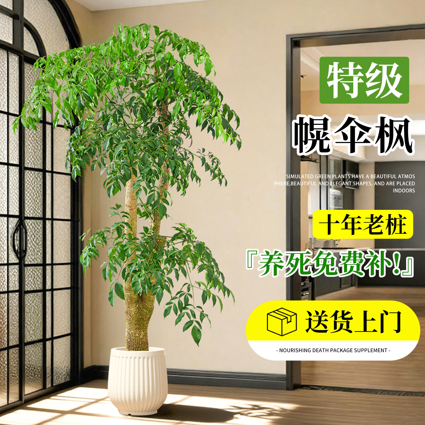 幌伞枫幸福树老桩客厅好养盆栽