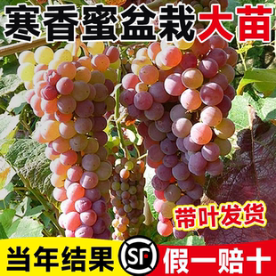 寒香蜜葡萄树苖盆栽巨峰葡萄树苗阳光玫瑰果树果苗南北方耐寒种植