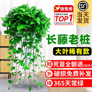 绿萝长藤款 好养垂吊绿植物 大盆栽吸除室内甲醛新房家用除甲醛四季