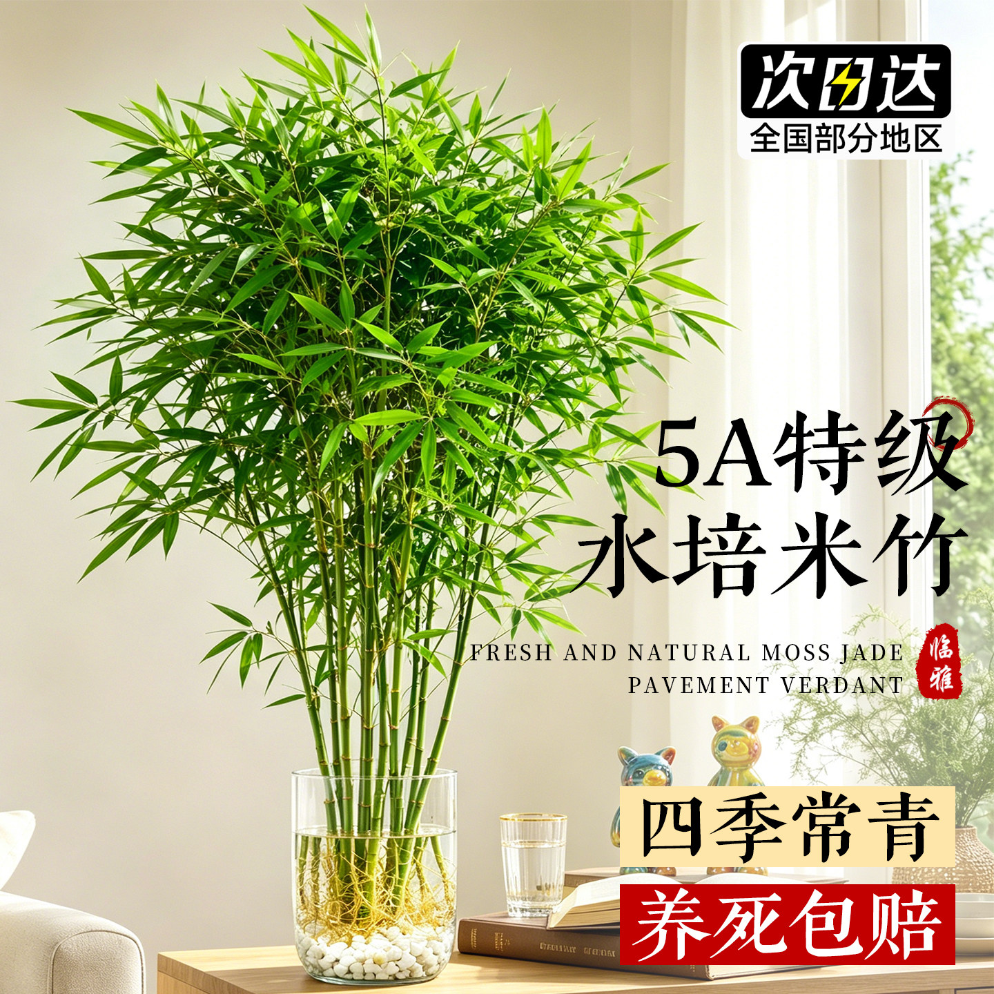 米竹水培室内盆栽植物水养观音竹富贵竹南天竹发财水竹子客厅绿植