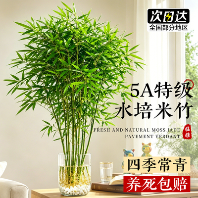 【5A特级水培米竹】不活包补