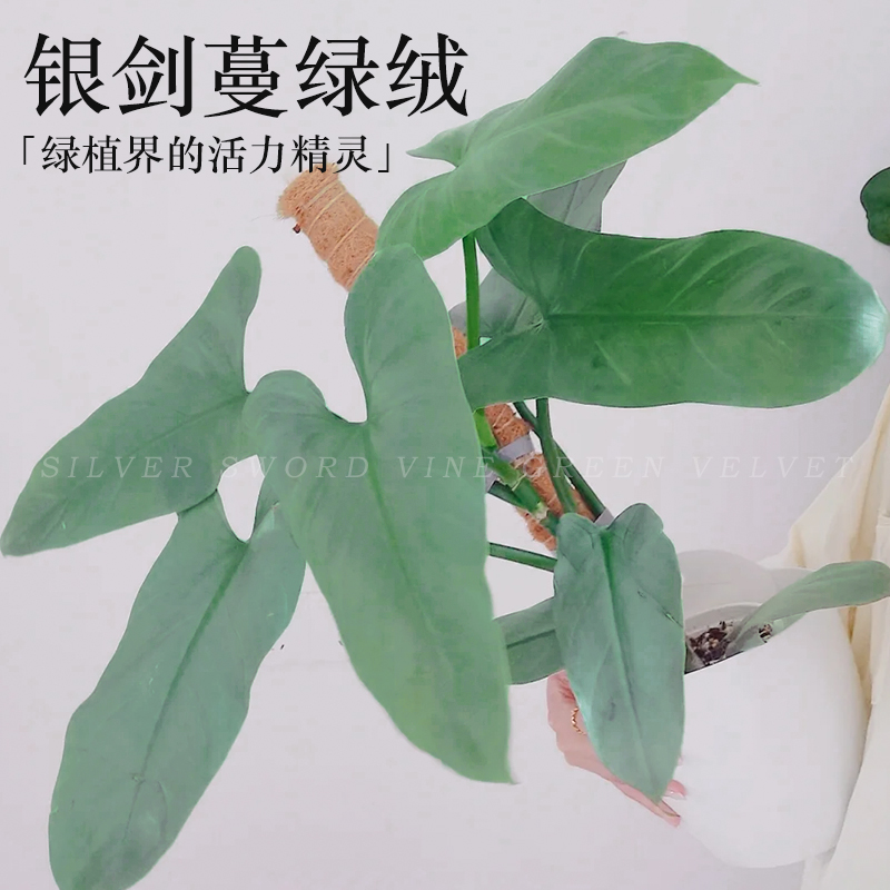 哈斯塔姆银剑蔓绿绒雪钻耐阴好养