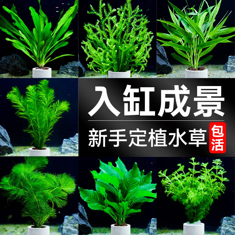 种植换水草鱼缸造景高绿植包成活