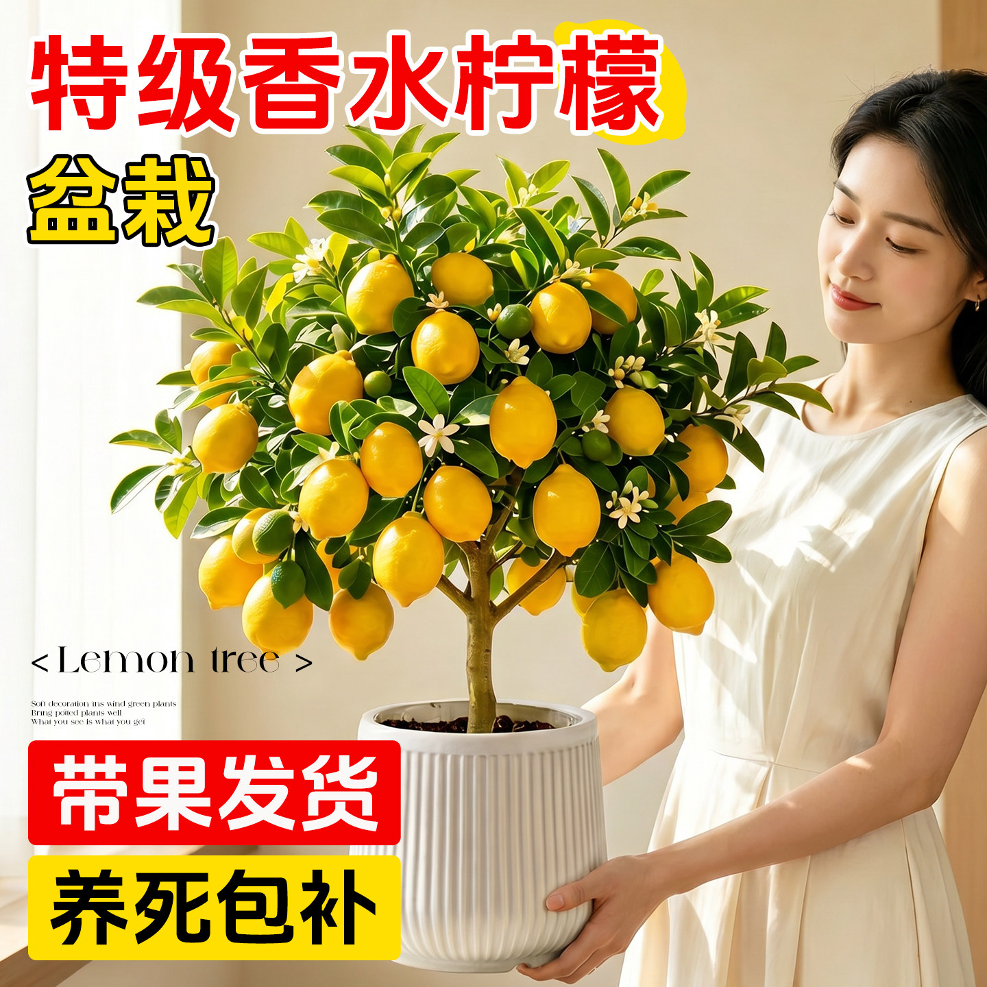 香水柠檬树盆栽带果水果树苗客厅绿植物可食用室内外扬天结果好养