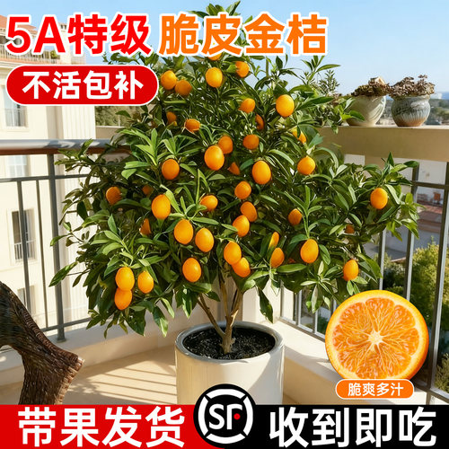 5A特级带果发货金桔树苗到手开吃