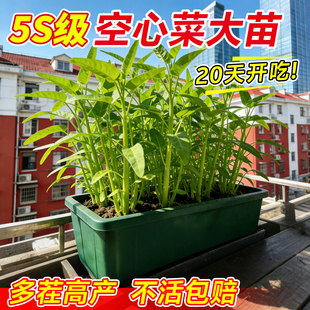 三叉空心菜苗带根四季菜秧苗当季好养蔬菜苗种子多茬大叶阳台高产