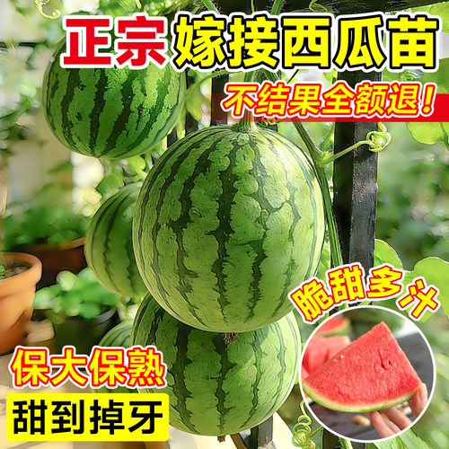 麒麟西瓜苗嫁接无籽阳台盆栽