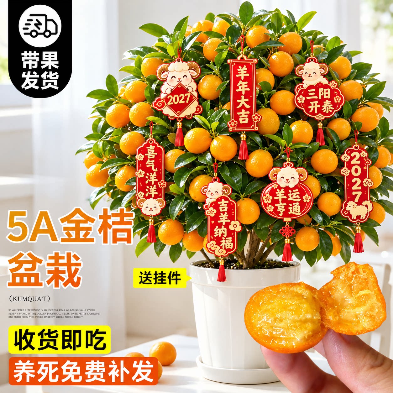 金桔树盆栽树苗年橘可食用带果脆皮四季橘子客厅室内外绿植物好养