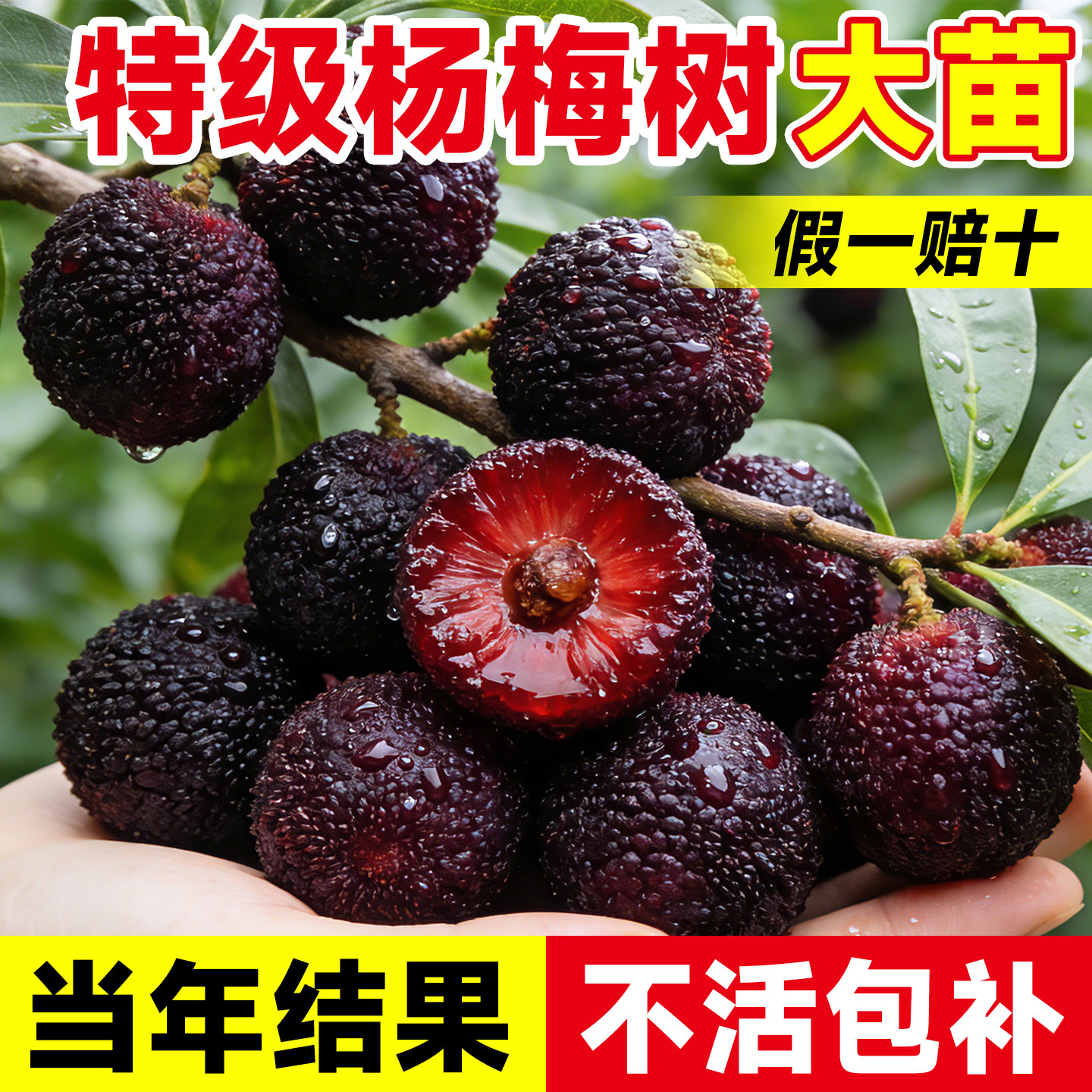 仙居东魁杨梅树树苗南方嫁接水晶水果树果苗早熟特大东槐当年结果
