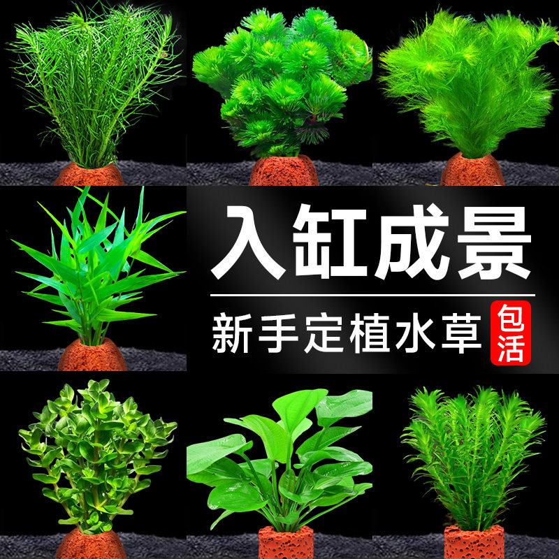 水草植物专用鱼缸造景摆件水培植物蜈蚣增氧火山石全套小鱼缸水草